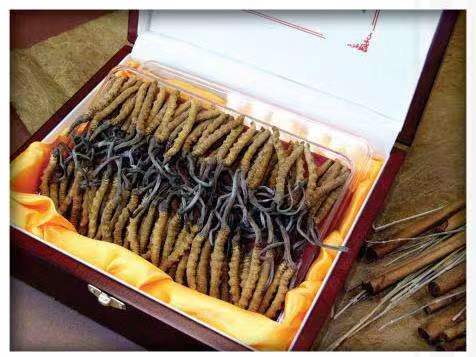 白沙冬虫夏草回收